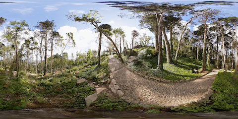 Walkway In Garden Forest