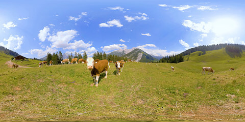 Cows On Mountain Meadow