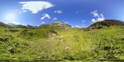 Group Of Frolicking Marmots