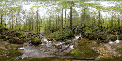 Gurgling Creek In Forest