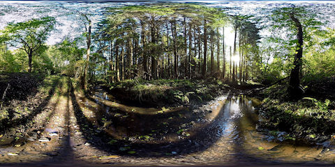 Creek In Autumn Forest