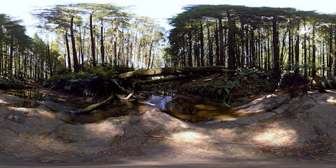 Stream In California Redwood Forest