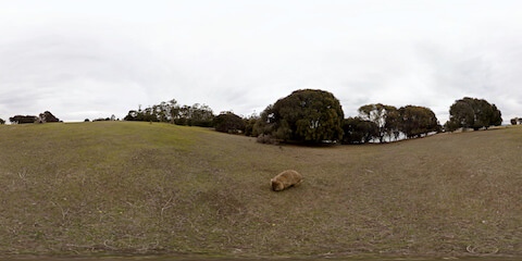 Wombat Grazing