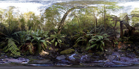 Rainforest Creek