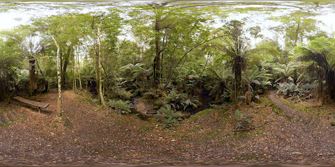 Wooden Bench Near Rainforest Creek