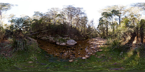 Stoney Creek In Forest