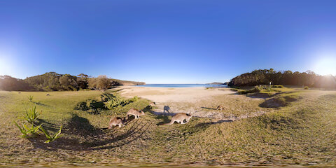 Kangaroos On Grassy Dunes
