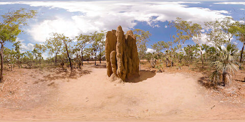 Termite Mounds