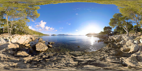 Pine Trees Meet Ocean