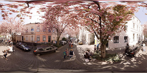 Cherry Blossoms In Spring