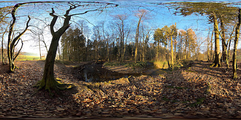 Forest Creek During Golden Hour
