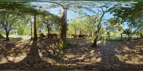 Wild Horses In Forest