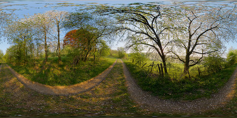 Rural Cherry Tree Lane In Spring
