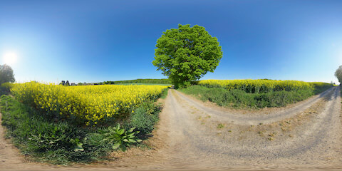 Hiking Path And Large Tree Near Rapeseed Field