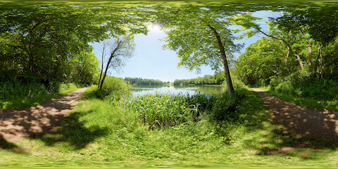 Flowering Irises In Shallow Waters Of Forest Lake