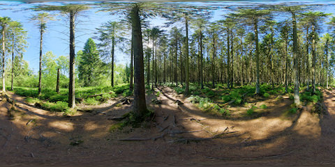 Pine Forest And Forest Floor Carpeted With Needles