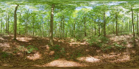 Sunlight Playing In Beech Forest