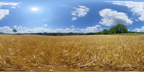 Wheat Field In Summer
