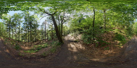 Sun Sparkles On Forest Hiking Trail