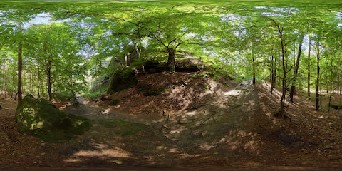 Ancient Beech Tree Along Forest Hiking Trail