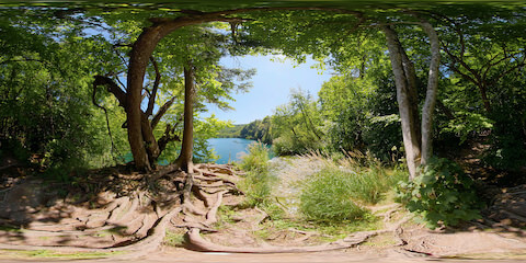 Gnarled Tree Roots Sustained By Stream Feeding Lake