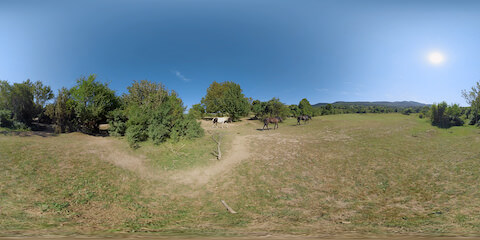 Wild Horses Walking Through Scrubland