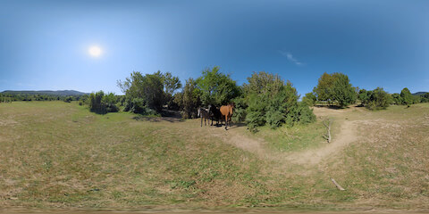 Wild Horses Emerging From Bushes