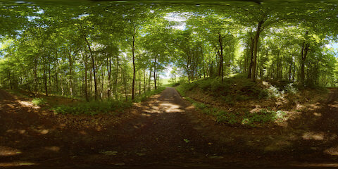 Gravel Hiking Path Through Early Summer Forest