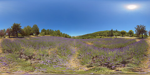 View To Historic Town From Lavender Field