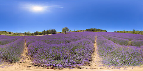 Middle Of Lavender Field With Tree And Estate 