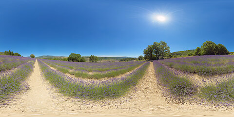Lavender Field In Mountain Region 
