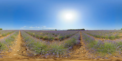 Expansive Lavender Field With Mountain Range In Distance