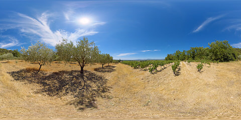 Olive Trees And Grapevines With Provence Mountain Range In Distance