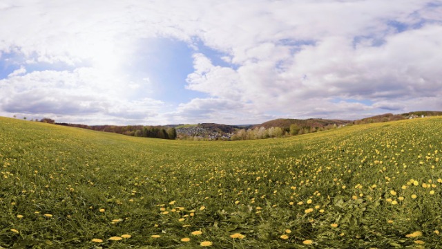 An open green meadow dotted with dandelions