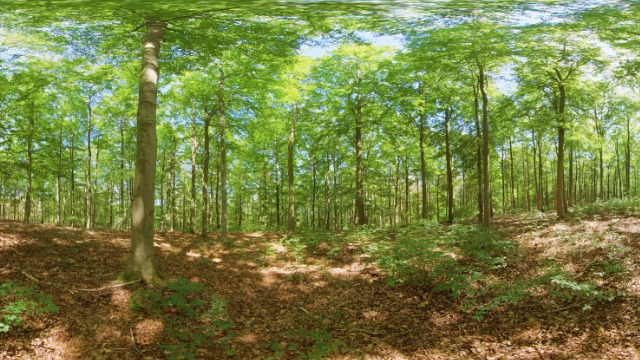 Sunlight filtering through a green beech forest