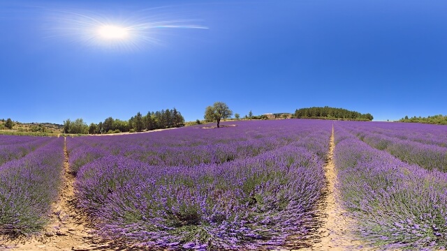 Endless rows of lavender stretching to the horizon