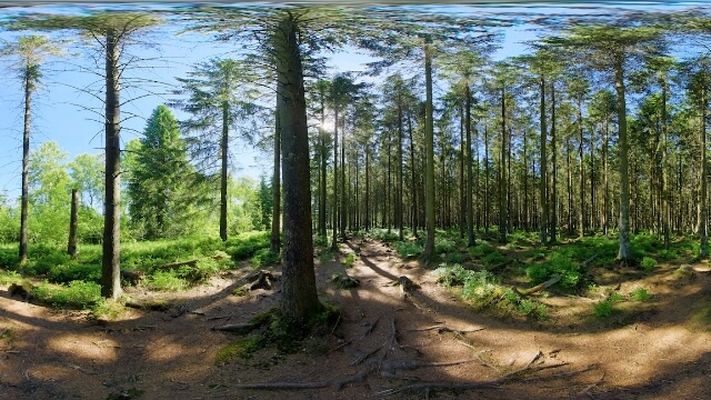Quiet pine forest with needle-carpeted floor