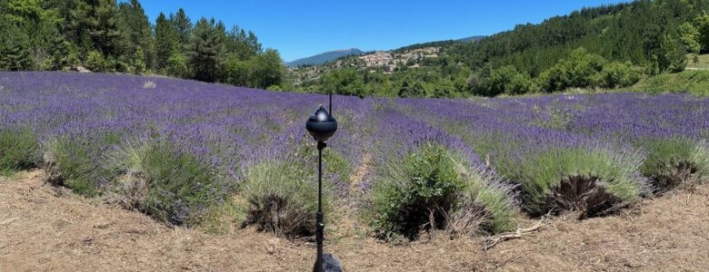 A 360° camera on a tripod in a lavender field with a furry windshield-covered microphone mounted directly below the camera, mountains and pine trees in the background