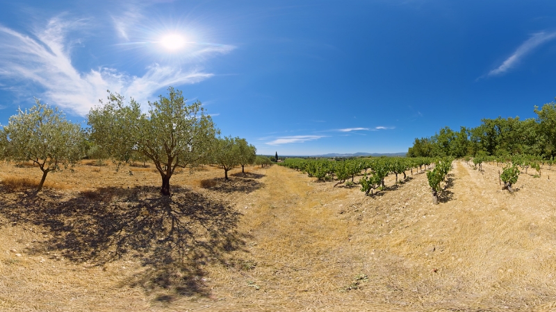 Olive groves and vineyards with mountains in the background, Provence.