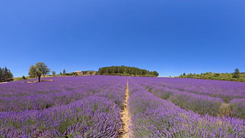 Provence 360° — Lavender field with path leading to horizon. New Sphaeres VR Experience.
