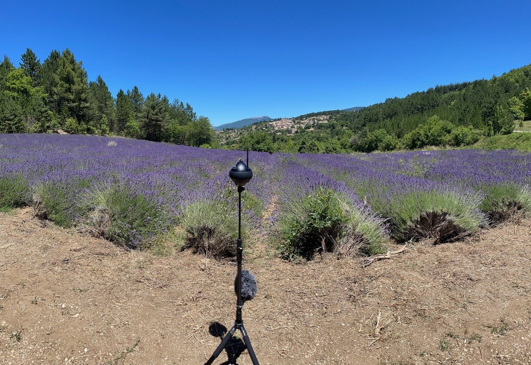 A 360° camera on a tripod in a lavender field with a furry windshield-covered microphone mounted directly below the camera, mountains and pine trees in the background