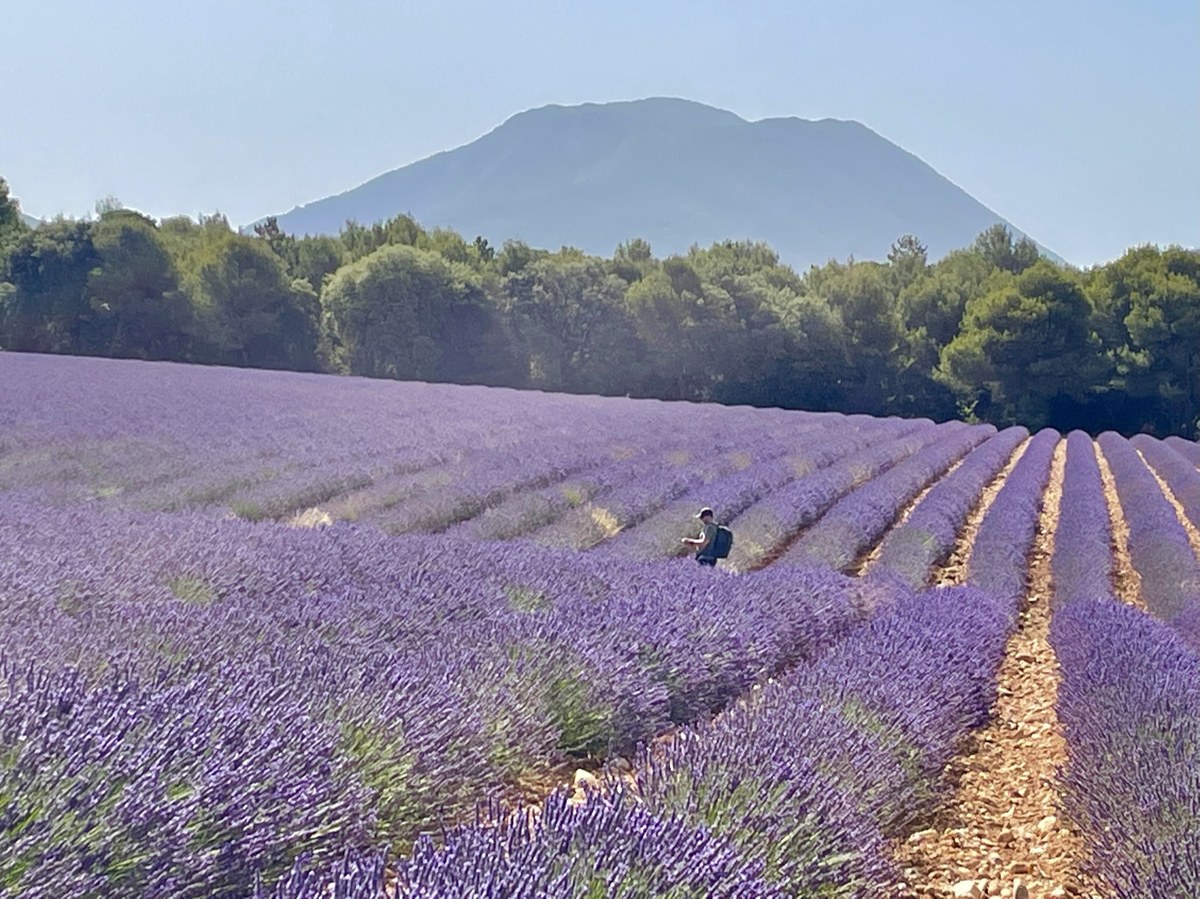 A person walking deep into a vast lavender field, dwarfed by a large mountain rising in the background under hazy summer light