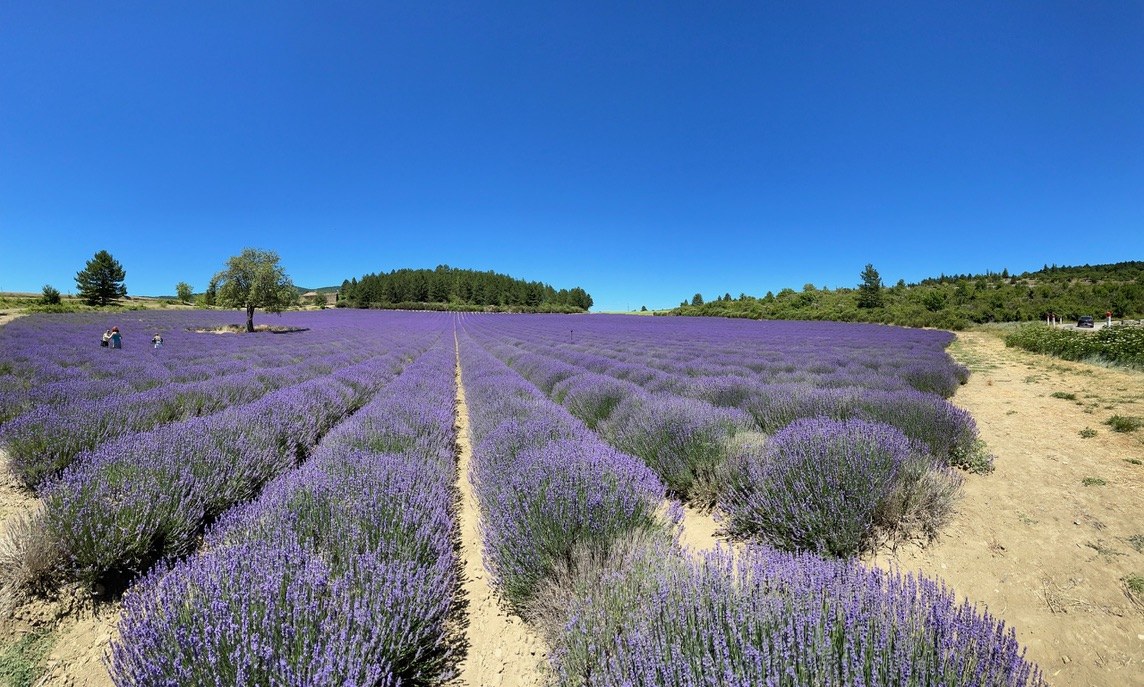 Wide unprocessed iPhone photo of a lavender field with a tree on the horizon and rows of lavender stretching into the distance, three small figures visible walking between rows on the left side