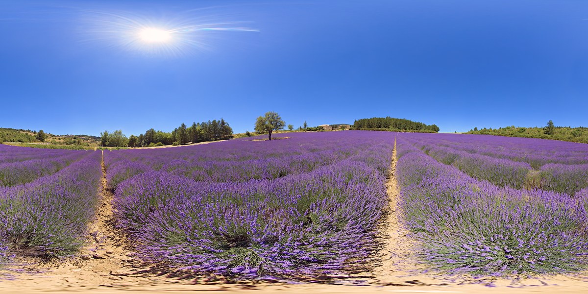 The final colour-graded equirectangular 360° version of the lavender field hero scene, with no visitors visible, deep saturated colours, sun flare in the upper left